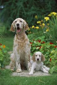 Black And White English Setter Puppies For Sale English Setter S Come In A Variety But I Am A Fan Of Orange Beltons English Setter Dogs English Setter Puppies English Setter