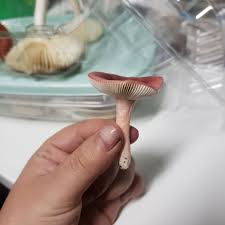 Image result for Russula mariae