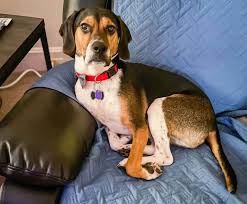 They need owners who are affectionate as well, and are. 45 Of The Best Beagle Mixes You Ll Want To Meet K9 Web