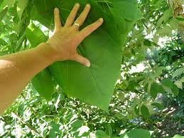 Image result for Catalpa