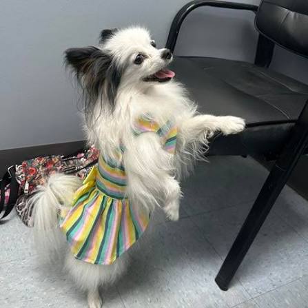 Papillon Dog Guide | Care, Temperament & Grooming – Fitwarm