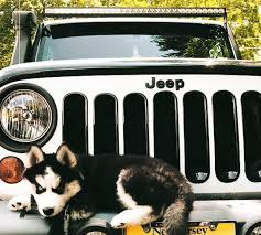 Jeep Dog Photos Gallery Ll Jeep Aholic Jeep Dogs Cute Cars Cute Baby Animals