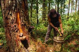 Makna kehidupan juga dapat diungkapkan dalam berbagai kalimat tanya seperti apa yang harus kulakukan?, mengapa kita ada di sini?, apa itu kehidupan. Masyarakat Jadi Penjaga Hutan Hindari Kerusakan Dan Bencana Mongabay Co Id