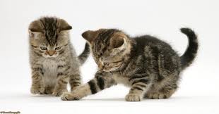 British Shorthair Brown Tabby Kittens Tabby Kitten British Shorthair Cats Tabby Cat