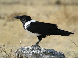 We did not find results for: Pied Crow Wikipedia