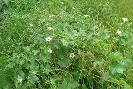 Image result for Coccinia sp. A