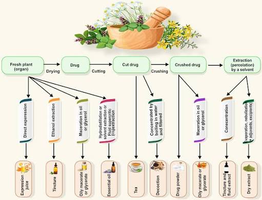 Exploring the Safety, Efficacy, and Bioactivity of Herbal Medicines:  Bridging Traditional Wisdom and Modern Science in Healthcare