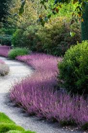 Image result for Calluna vulgaris