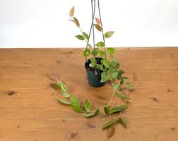 Image result for Ceropegia rendallii