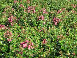 Image result for Escallonia