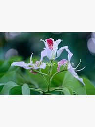 Image result for Bauhinia monandra