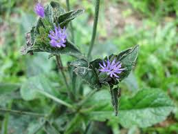 Image result for Elephantopus scaber