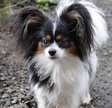 Black And White Papillon Pomeranian Mix Road S End Papillons With Images Papillon Dog Pomchi Dogs Dogs