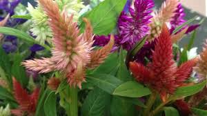 Celosia Spicata September Flowers Wedding Flowers Wedding Colors