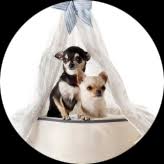 Utmost care is taken in the whole process of packaging, shipping and delivering the product. International Pet Transport Domestic Pet Transport Pet Relocation India Airpets