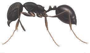 Ant Identification Chart Pest Control Sydney