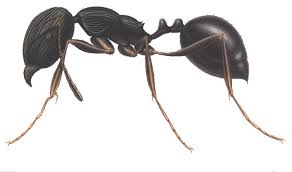 ant identification chart pest control sydney