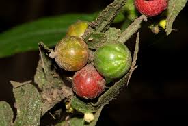 Image result for Cucumis maderaspatanus