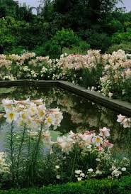 Lilies Pond Water Features In The Garden Gorgeous Gardens Beautiful Gardens