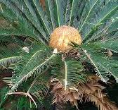 Cycas Revoluta Palm for sale in cocopeat