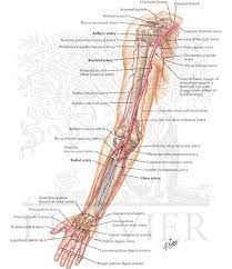 Smartdraw includes 1000s of professional healthcare and anatomy chart templates that. Arteries Of Arm And Proximal Forearm