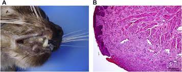 Non Renal Lesions Of Uraemia In Domestic Cats Sciencedirect