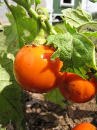 Image result for Solanum aethiopicum