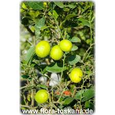 Image result for Citrus × aurantiifolia
