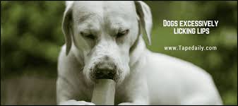 Dogs have never grasped the concept of bathroom paper, so instead of wiping they just clean up by licking. Dog Keeps Licking Lips And Shaking Is It An Emergency Shivering Lethargy And More