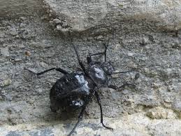 Check spelling or type a new query. Category Akis Bacarozzo Wikimedia Commons