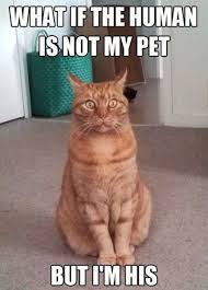 What If The Human Is Not My Pet In 2020 Cat Memes Funny Cats Funny Cat Memes
