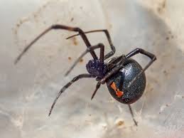Image result for Arachniodes webbiana