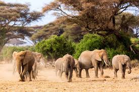 Safari Soles Tours - Safari Deal