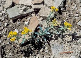 Image result for Psydrax parviflora