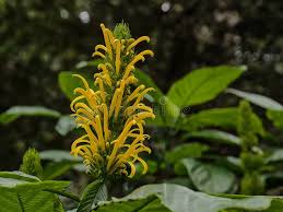 Image result for Justicia aurea