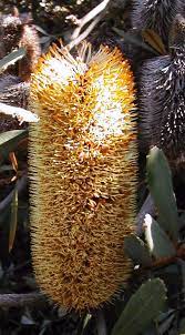 Banksia Conferta Subsp Penicillata Australian Native Plants Australian Flora All Plants