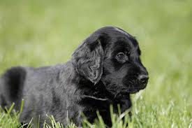 Feel free to browse hundreds of active classified puppy for sale listings, from dog breeders in. Flat Coated Retriever Flat Coats Full Profile History And Care