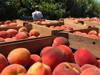 Peach Fest at Flinchbaugh’s Orchard