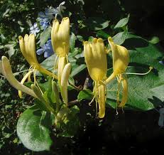 Image result for Lonicera confusa