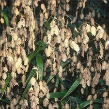 Image result for Chasmanthium latifolium