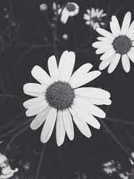 Maybe you would like to learn more about one of these? Flower Tumblr Photography Quotes Black And White Daisies Pictures Photos And Images For Facebook Dogtrainingobedienceschool Com