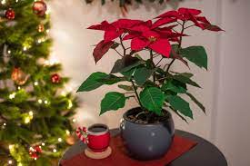 How Do I Keep Poinsettias Alive And Thriving For Next Christmas?