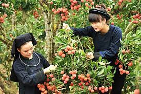 Những vườn vải thanh hà đỏ rực ngút tầm mắt, quả vải căng mọng, chín. Top 10 Ä'áº·c Sáº£n Ná»•i Tiáº¿ng Nháº¥t á»Ÿ Báº¯c Giang Toplist Vn