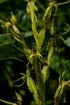 Image result for Habenaria clavata