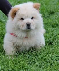 kopek cinsleri kasim 2015