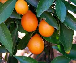 Image result for Citrus reticulata