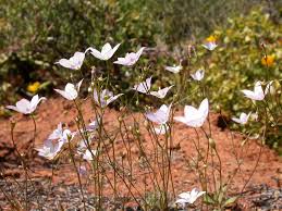 Image result for Wahlenbergia androsacea