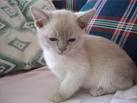 Burmese Kittens - Khaleesi Traditional Burmese Cats