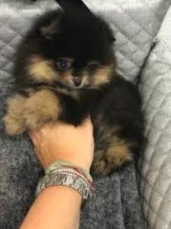 Birth of litter was on july 21st, 2020. Shadow Tiny Teacup Teddybear Pomeranian Tiny Paws