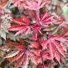 The foliage is the main attraction. Https Encrypted Tbn0 Gstatic Com Images Q Tbn And9gcsl Warfti6zkpem8svbink Cxls1slm8vznxwynea Oy2wp7g2 Usqp Cau